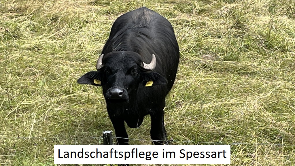 Geißhöhe (2025-07-11)