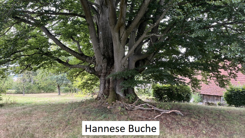 Hetzlos (2025-09-08)