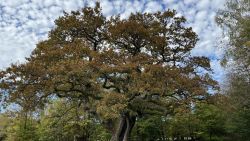 1000 jaehrige Eiche 02